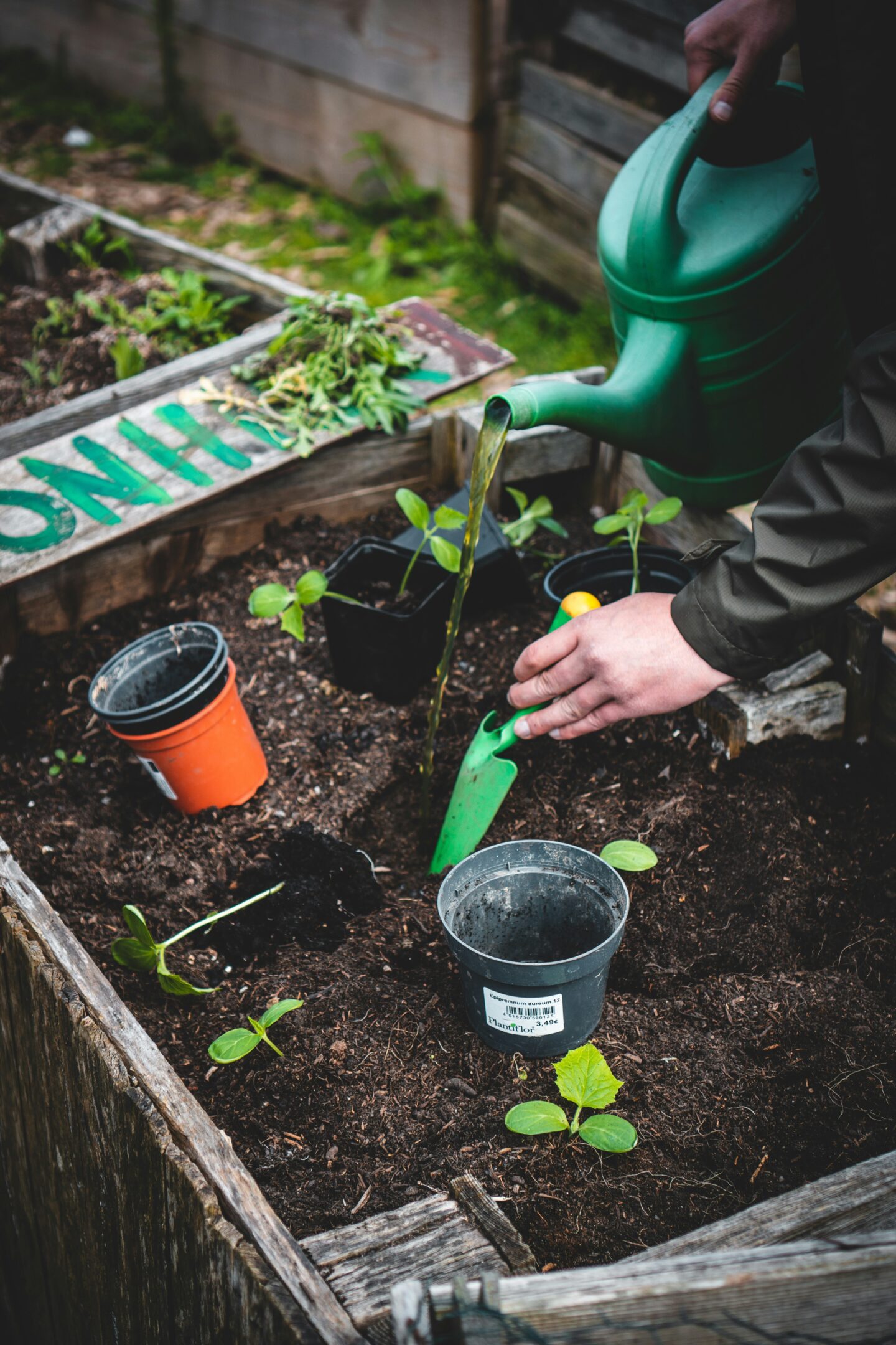 Junge Pflanzen werden im Gemeinschaftsgarten in Erfurt gegossen.